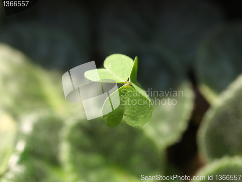 Image of Shamrock