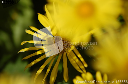 Image of yellow flowers