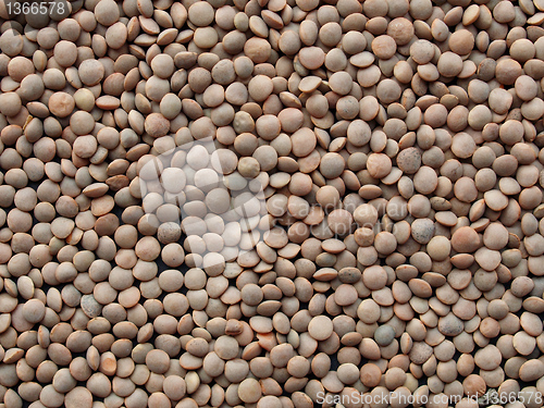 Image of Lentils picture