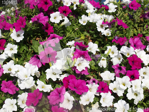 Image of Flowers