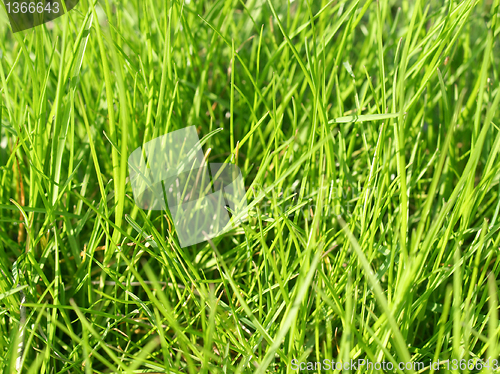 Image of Meadow picture