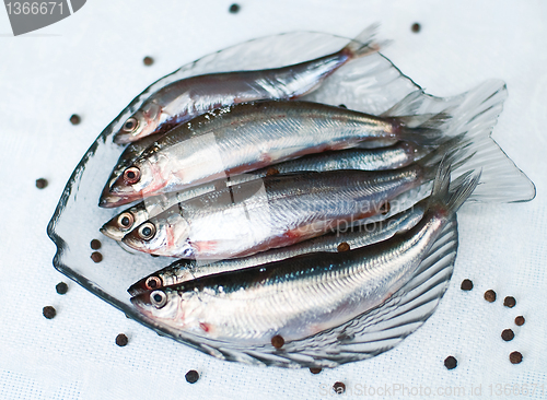 Image of Vendace