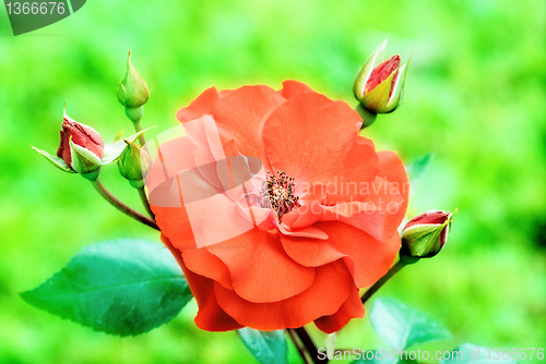 Image of Wild rose