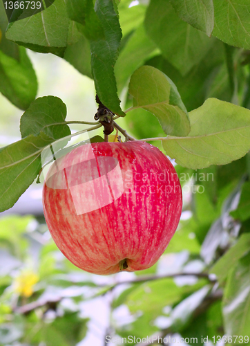 Image of bright tasty apple