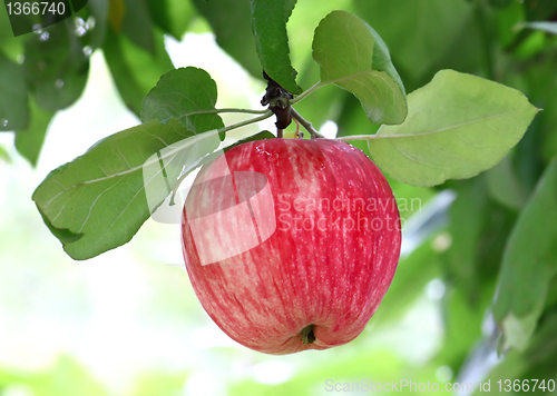 Image of bright tasty apple