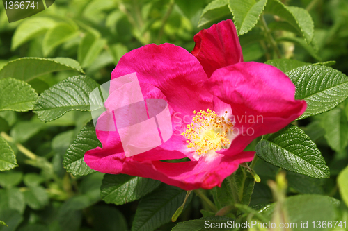 Image of beautiful dog rose