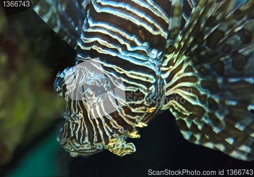 Image of Lionfish