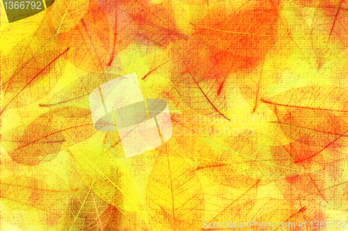 Image of autumn leaves background