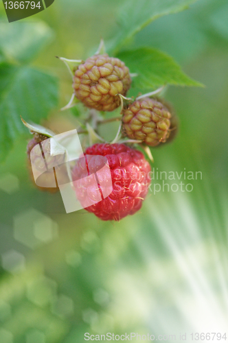 Image of raspberries