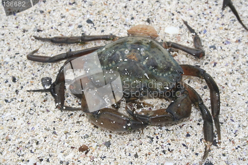 Image of crab