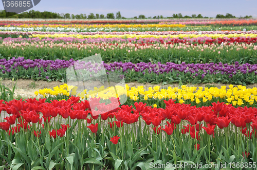 Image of tulips field
