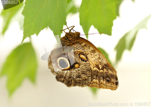 Image of common blue morpho butterfly