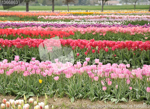 Image of tulips farm