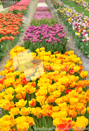 Image of tulips field
