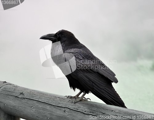 Image of  black raven