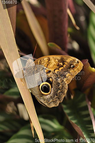 Image of common blue morpho butterfly