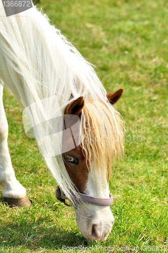 Image of horse portrait
