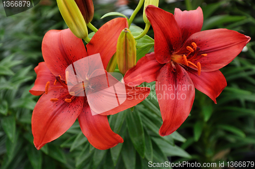 Image of  Lily flowers