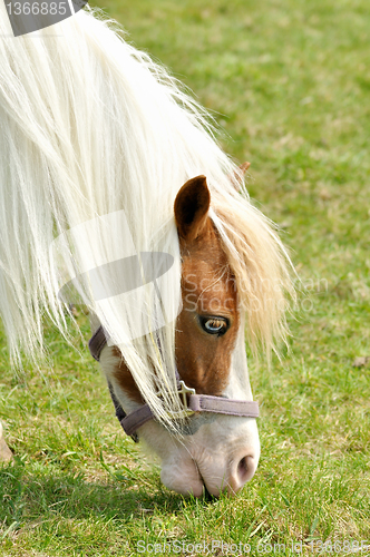 Image of white horse portrait