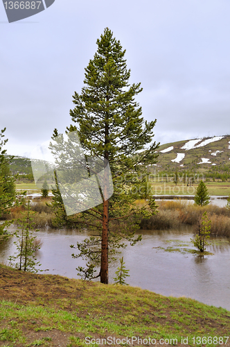 Image of pine tree by the water