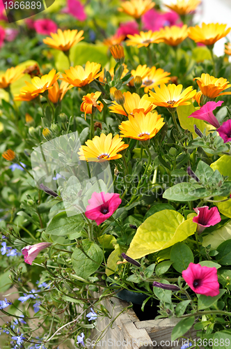 Image of summer flowers
