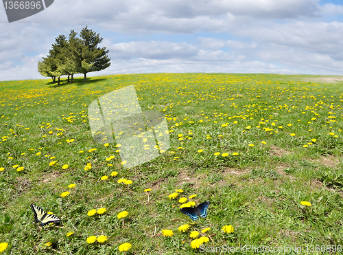 Image of summer landscape