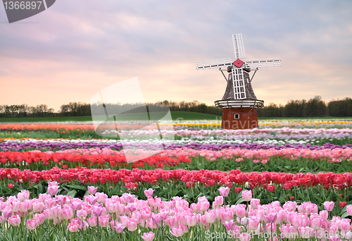 Image of tulips field