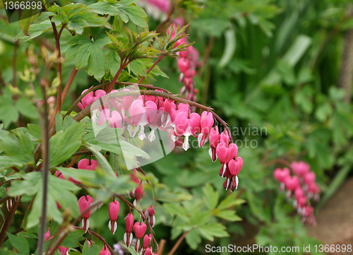 Image of pink bleeding hearts flowers