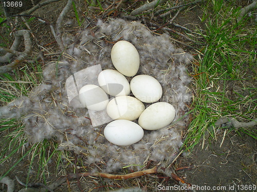 Image of seven eggs