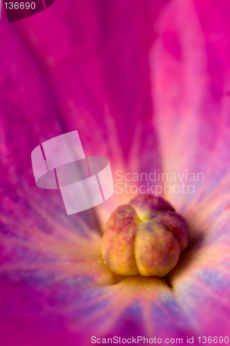 Image of Flower macro