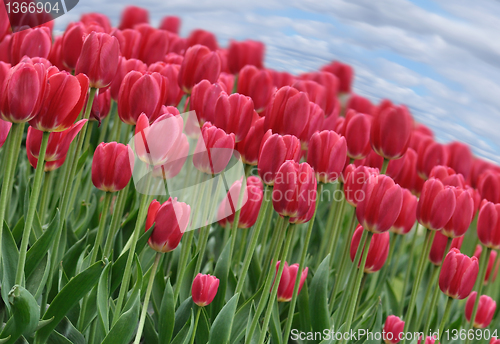 Image of tulips