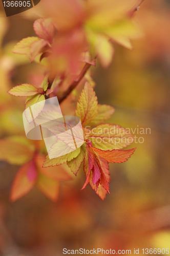 Image of spirea bush