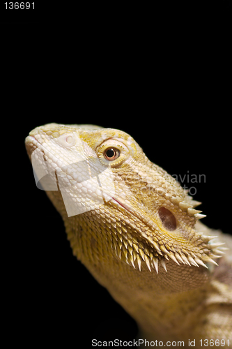 Image of Iguana