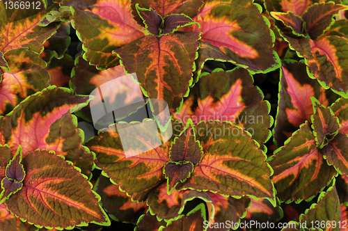 Image of coleus leaves