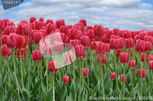 Image of tulips