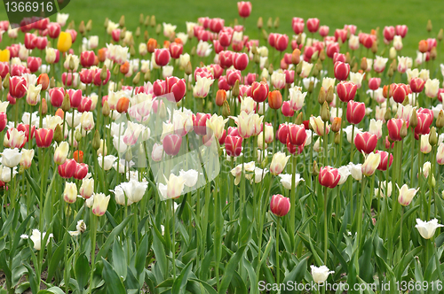 Image of tulips