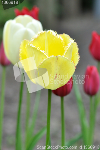 Image of  tulips