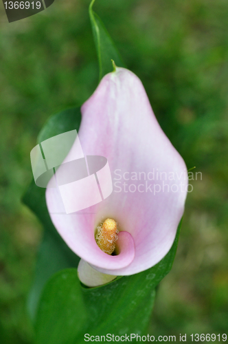 Image of cala lily