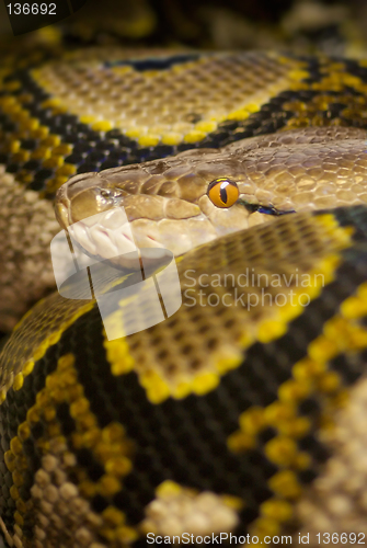 Image of Colourful Python