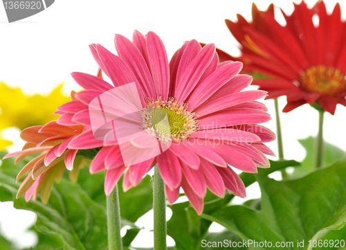 Image of gerbera daisy