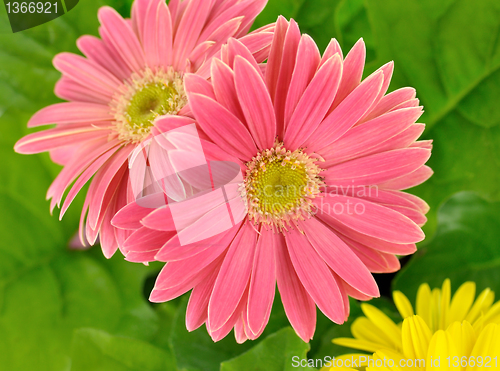 Image of gerbera daisy