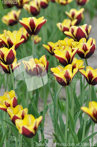 Image of tulips