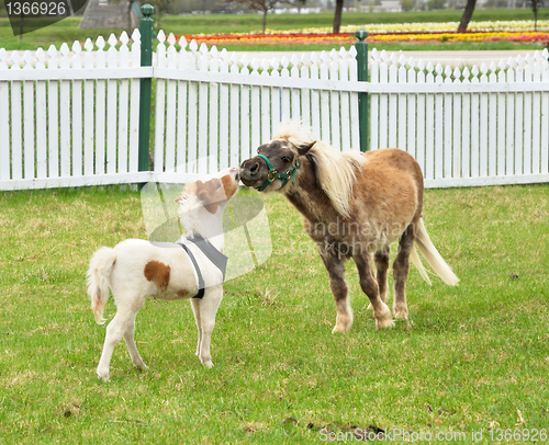 Image of horses