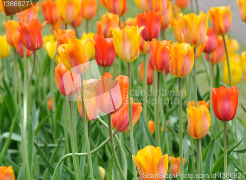 Image of tulip flowers