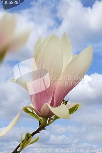 Image of magnolia flowers