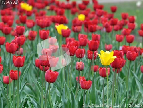 Image of tulips