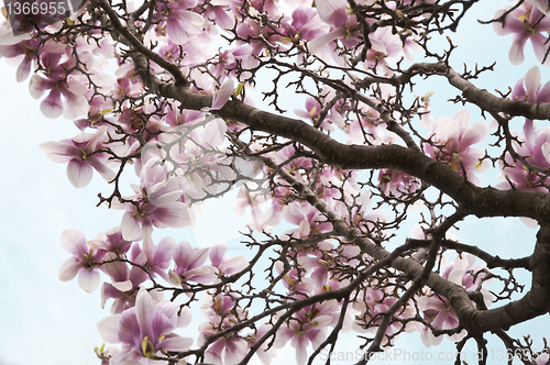 Image of magnolia flowers