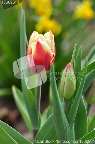 Image of tulips