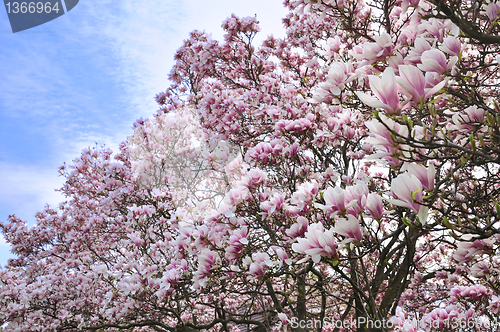 Image of magnolia flowers