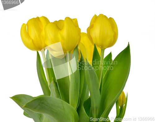 Image of yellow tulips